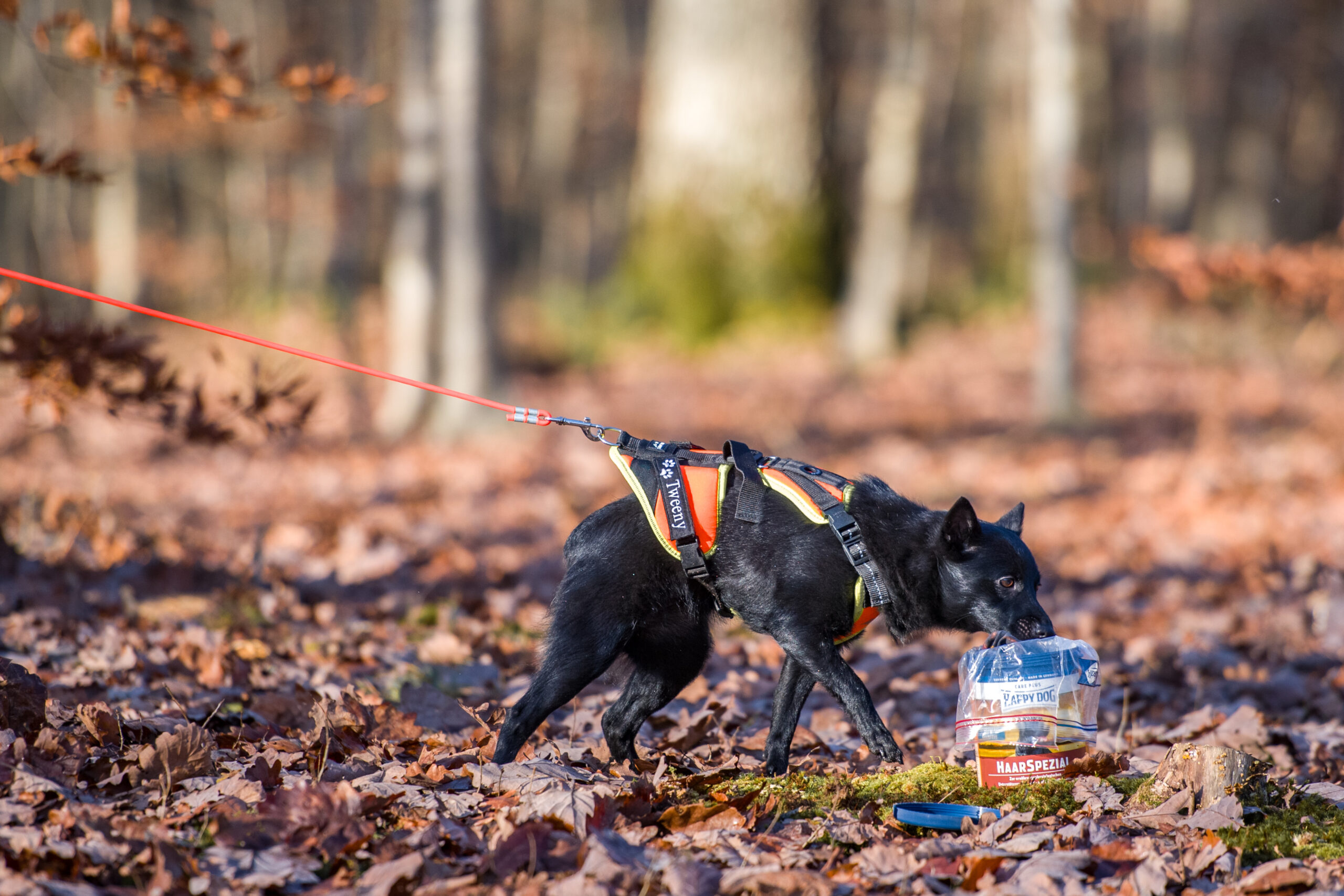 Doit-on reproposer l’odeur au chien pendant son pistage ?