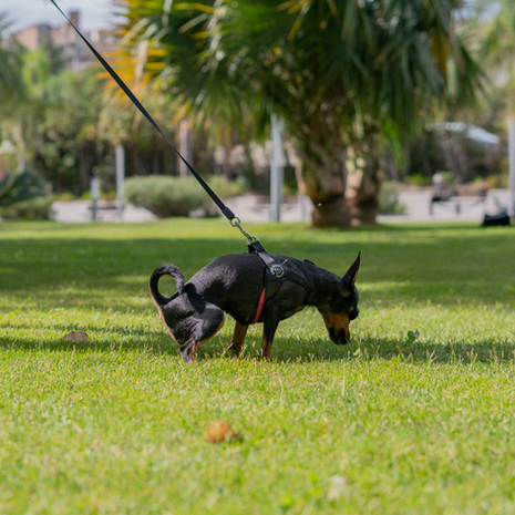 Mon chien peut-il faire ses besoins pendant le pistage ?