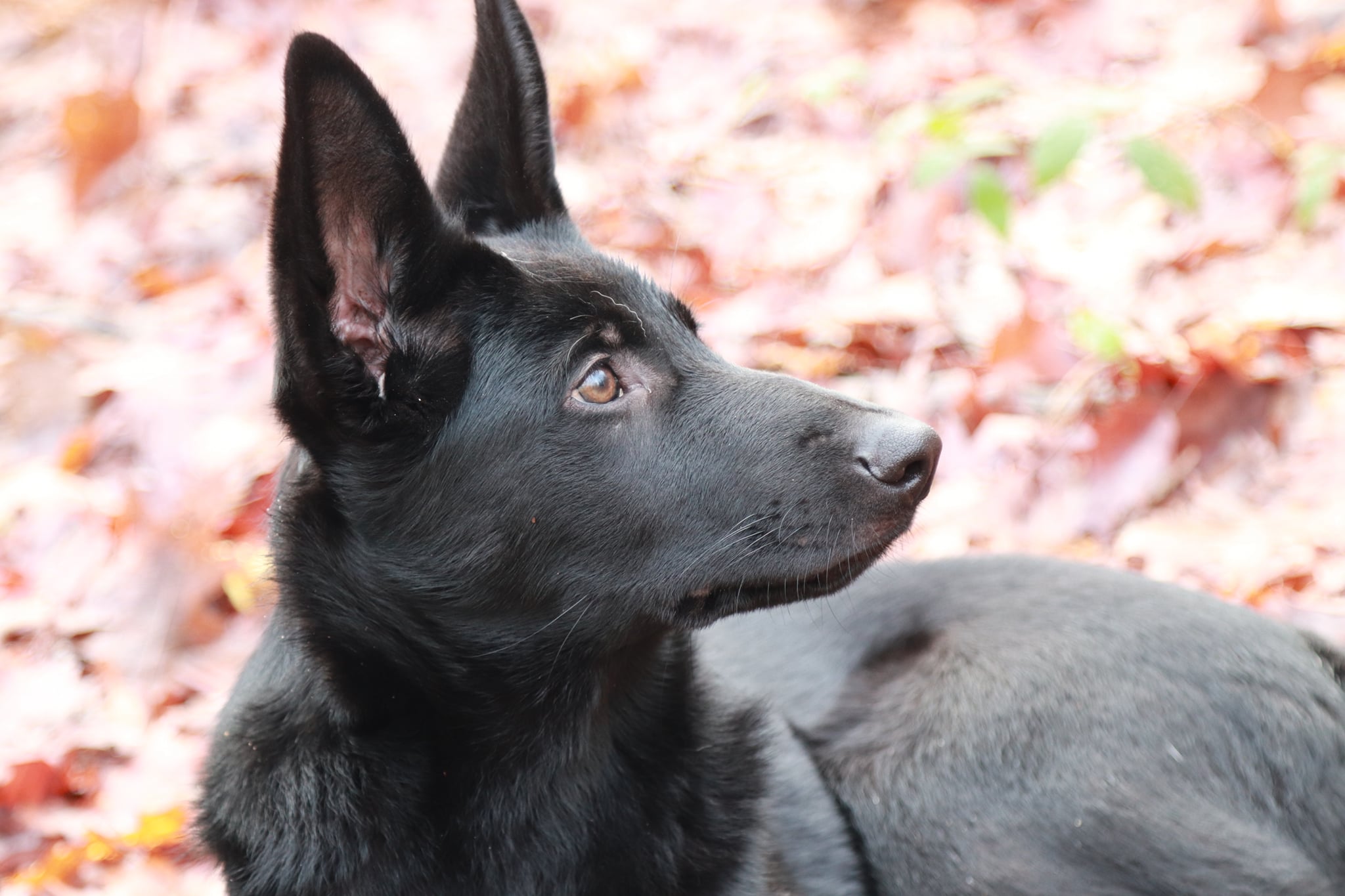 Le débourrage en mantrailing